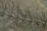 Fossil Pennsylvanian Horsetail (Asterophyllites) Plate - France #351134-1